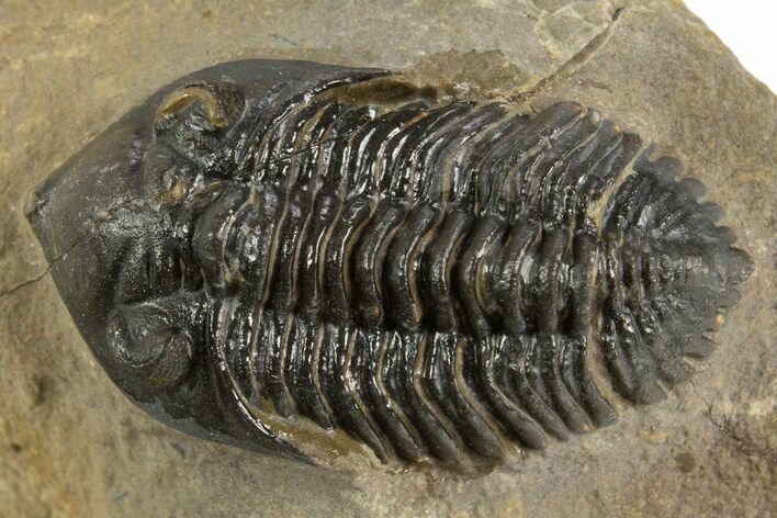 Pseudocryphaeus Trilobite - Morocco #323594